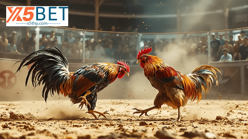 เล่น x5bet ไก่ชน - เดิมพันแม่นยำ รับรางวัลจนมือล้า 2